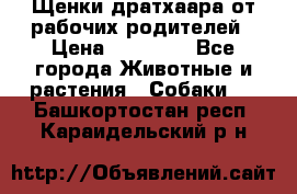 Щенки дратхаара от рабочих родителей › Цена ­ 22 000 - Все города Животные и растения » Собаки   . Башкортостан респ.,Караидельский р-н